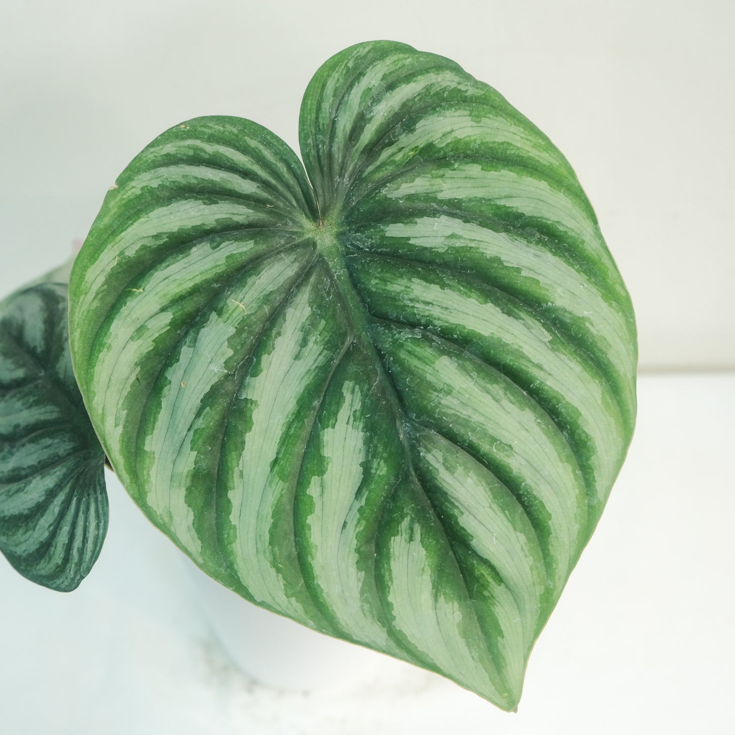 西瓜普洛蔓綠絨