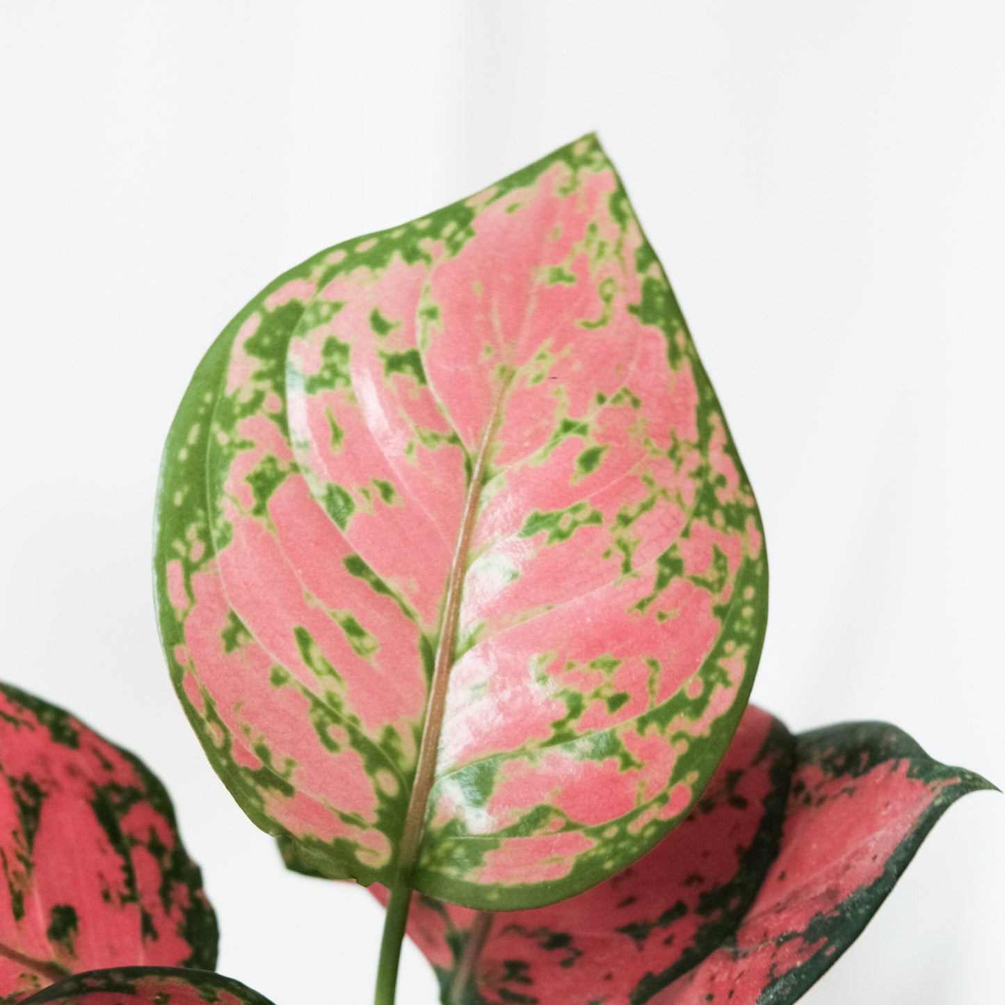 亞曼尼粗肋草