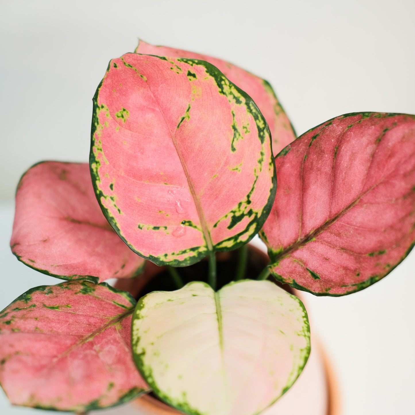 極紅亞曼尼粗肋草