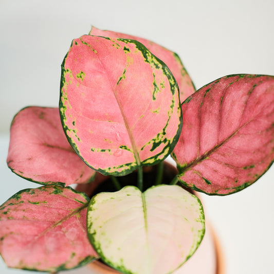 極紅亞曼尼粗肋草