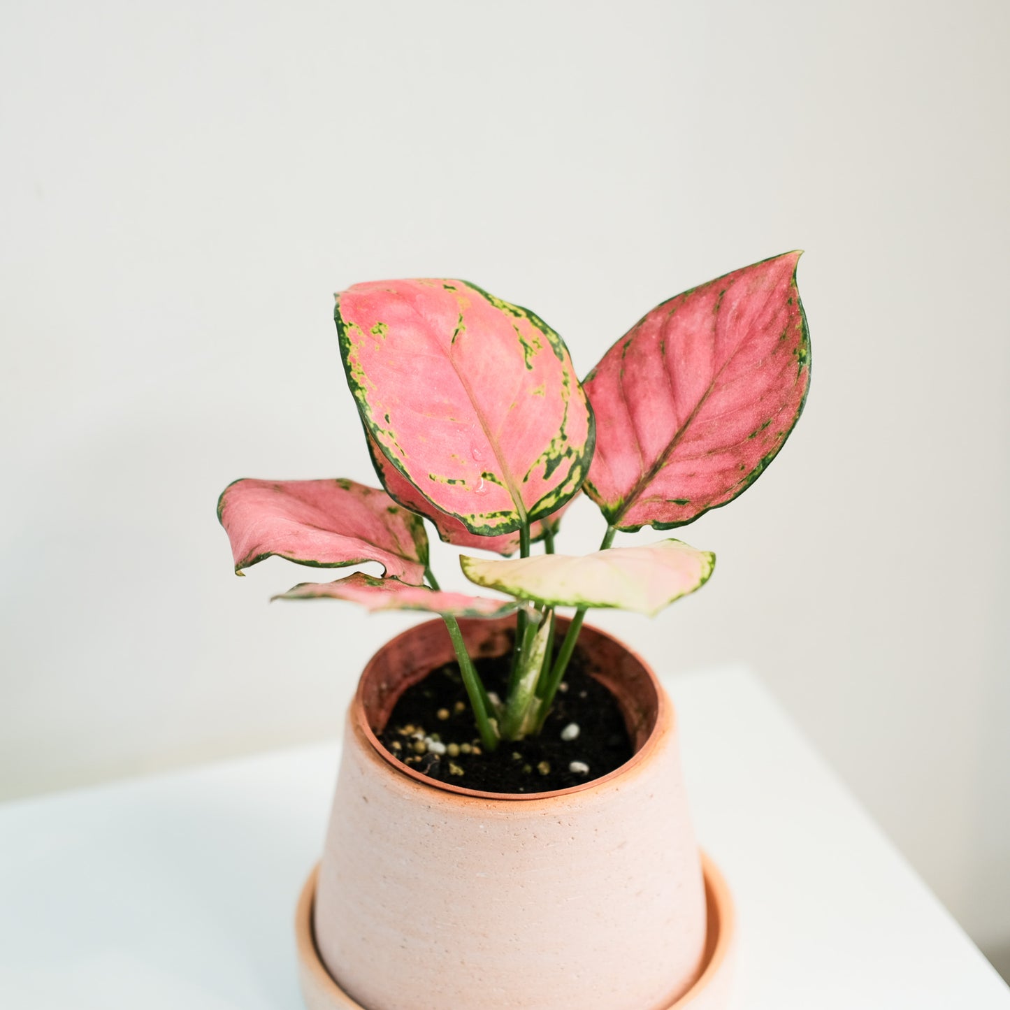 極紅亞曼尼粗肋草