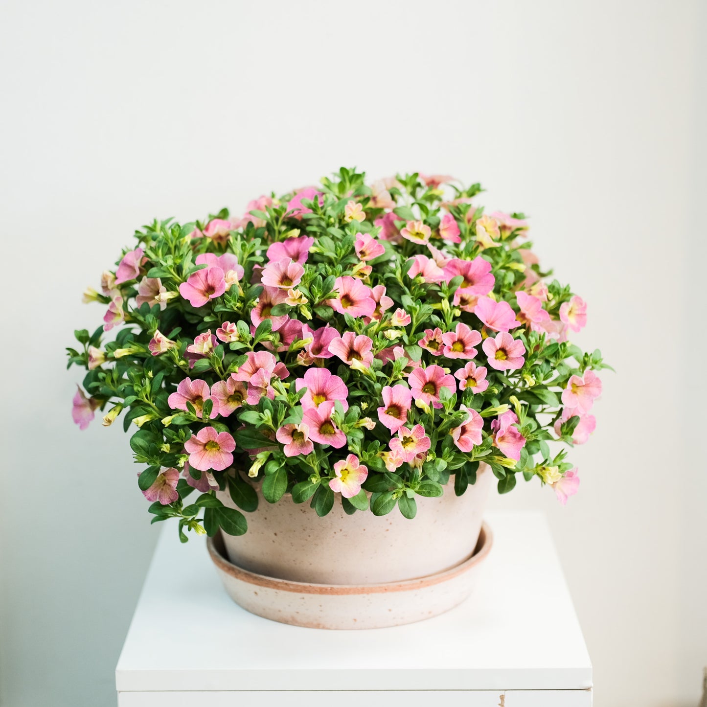 舞春花
