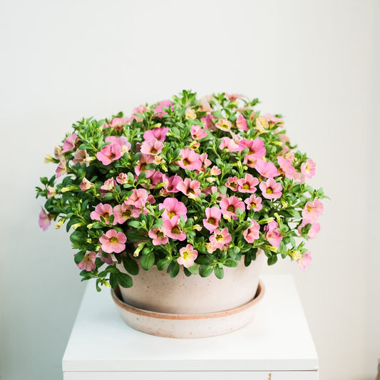 舞春花