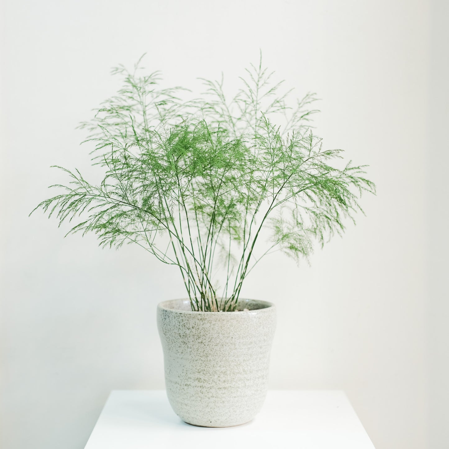 小樹文竹
