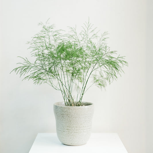 小樹文竹