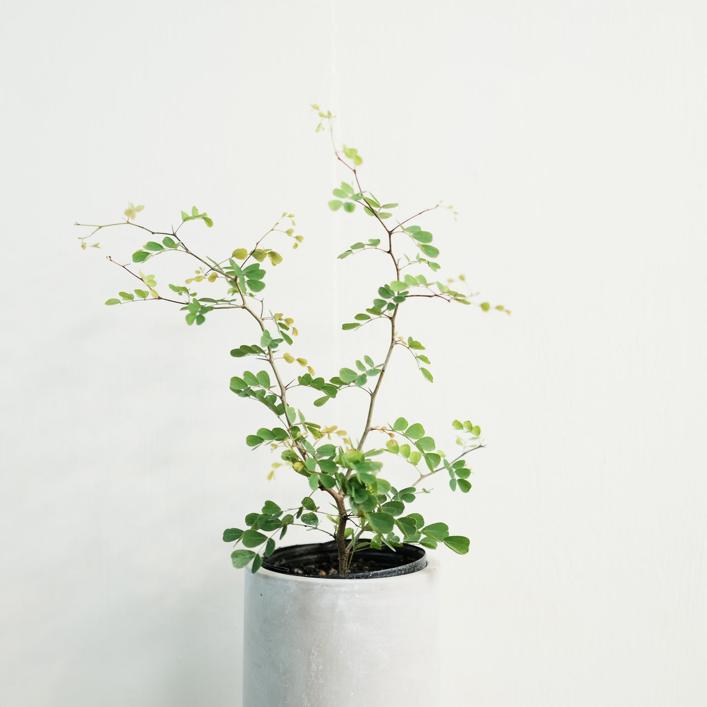 墨水樹