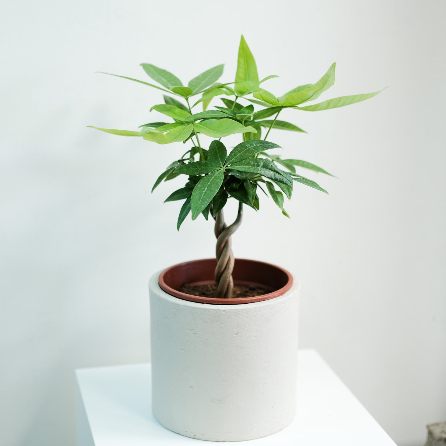 馬拉巴栗