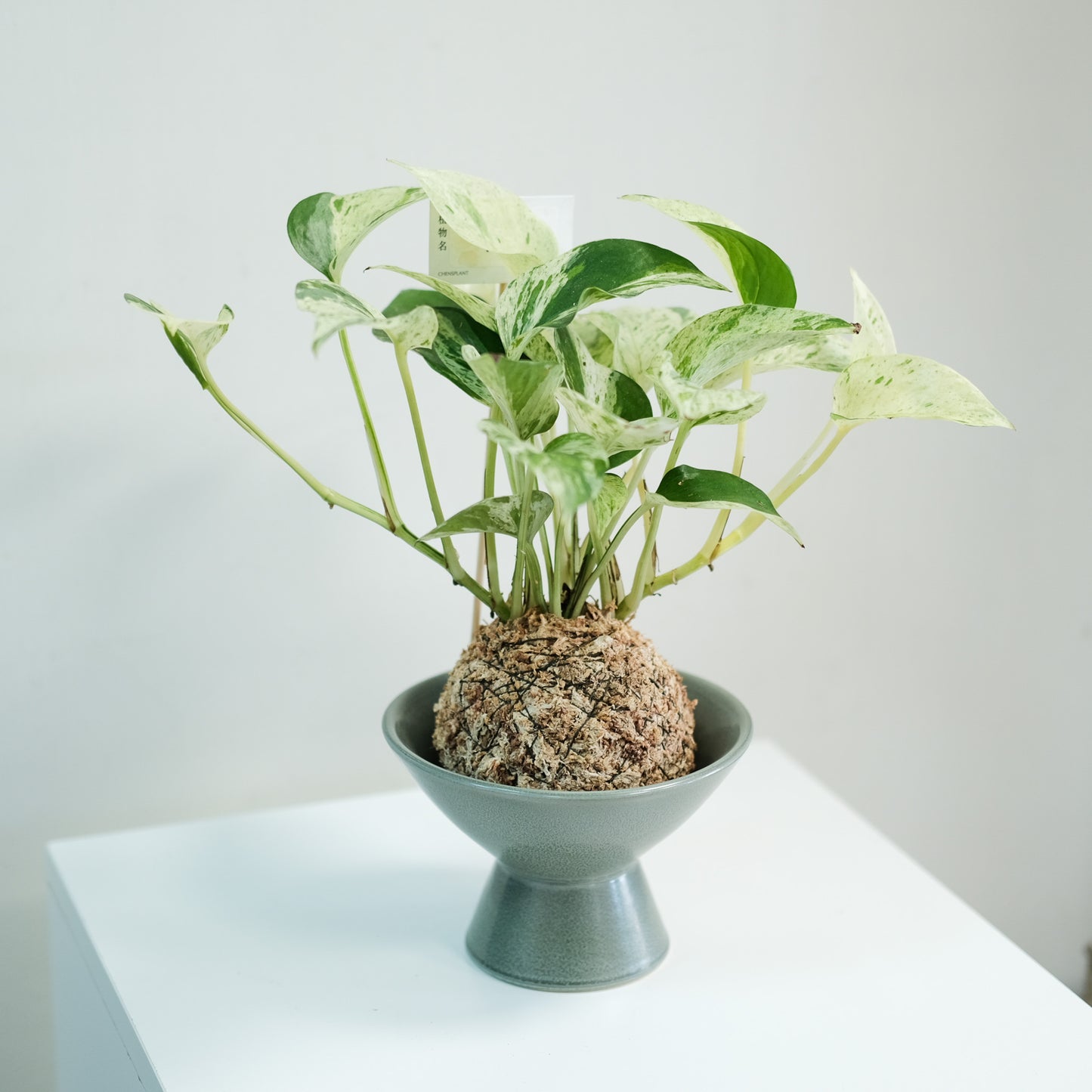 苔球底座（適用8-9cm苔球）