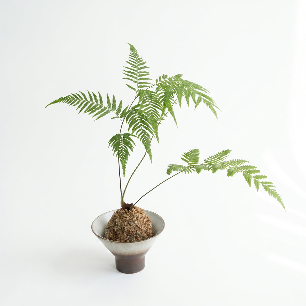 觀葉植物苔球【廁所OK!!】