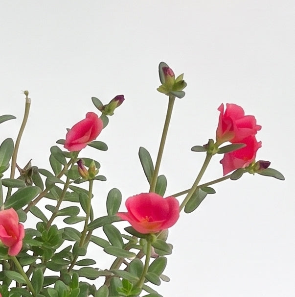 馬齒牡丹