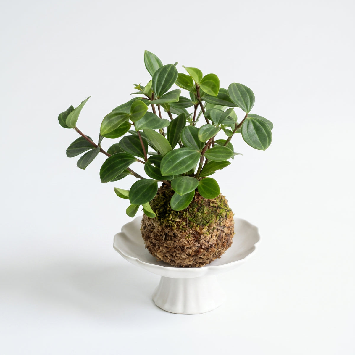 觀葉植物苔球【廁所OK!!】