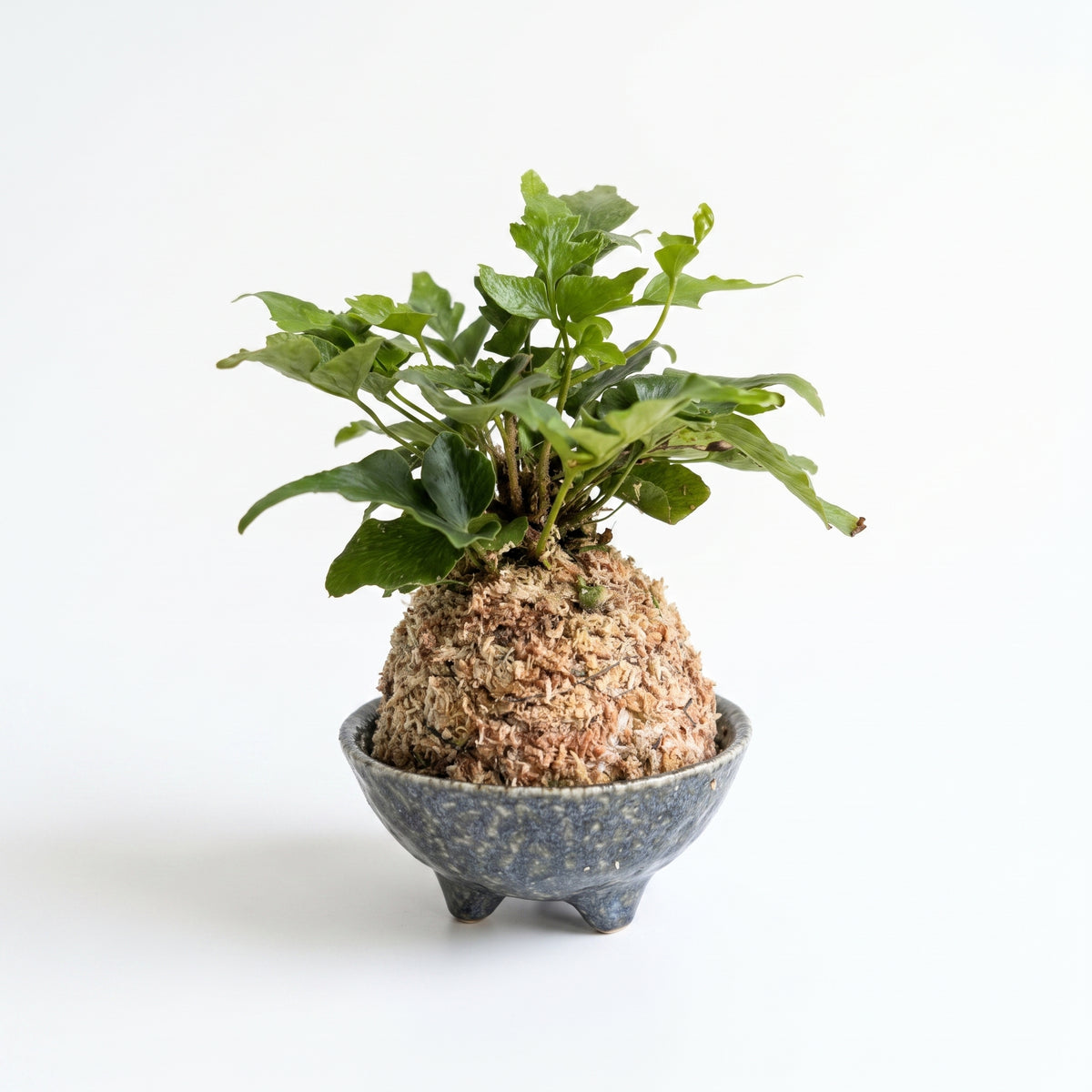 觀葉植物苔球【廁所OK!!】