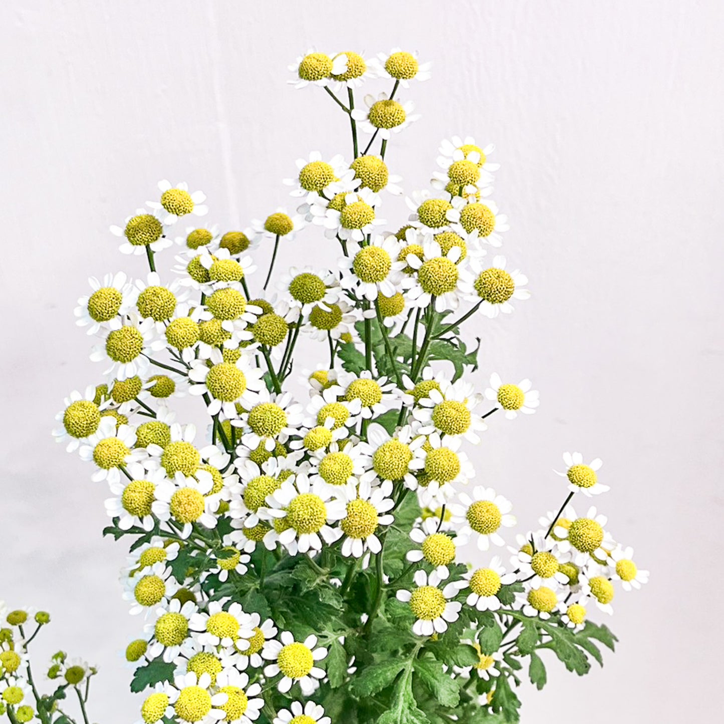 洋甘菊