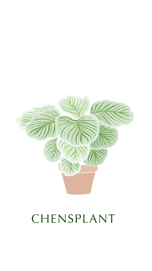 Chen's Plant陳家立葉