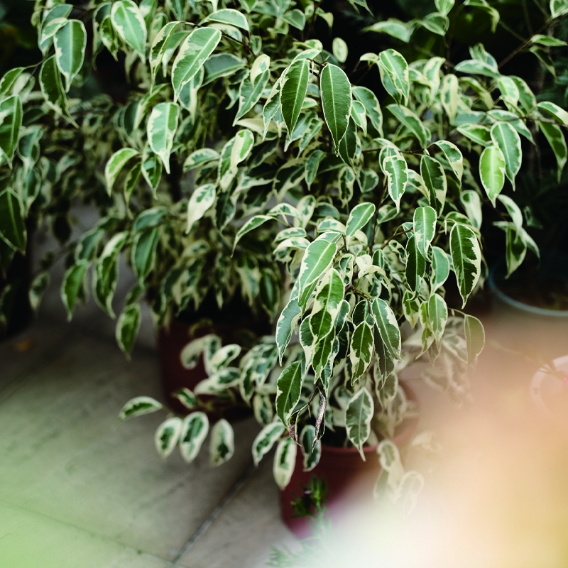 室外植物