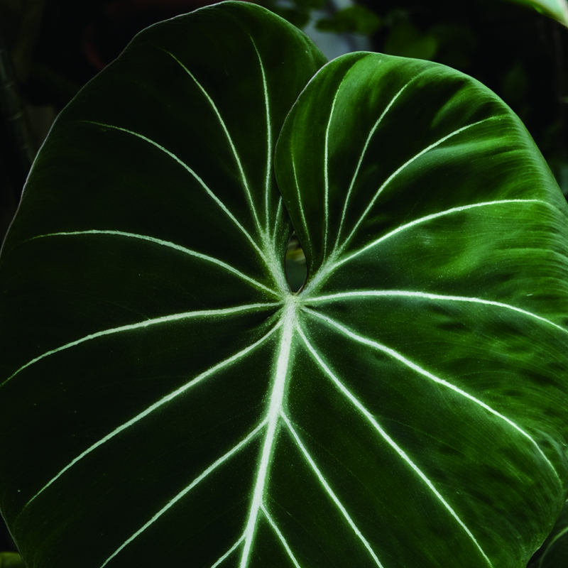 雨林植物