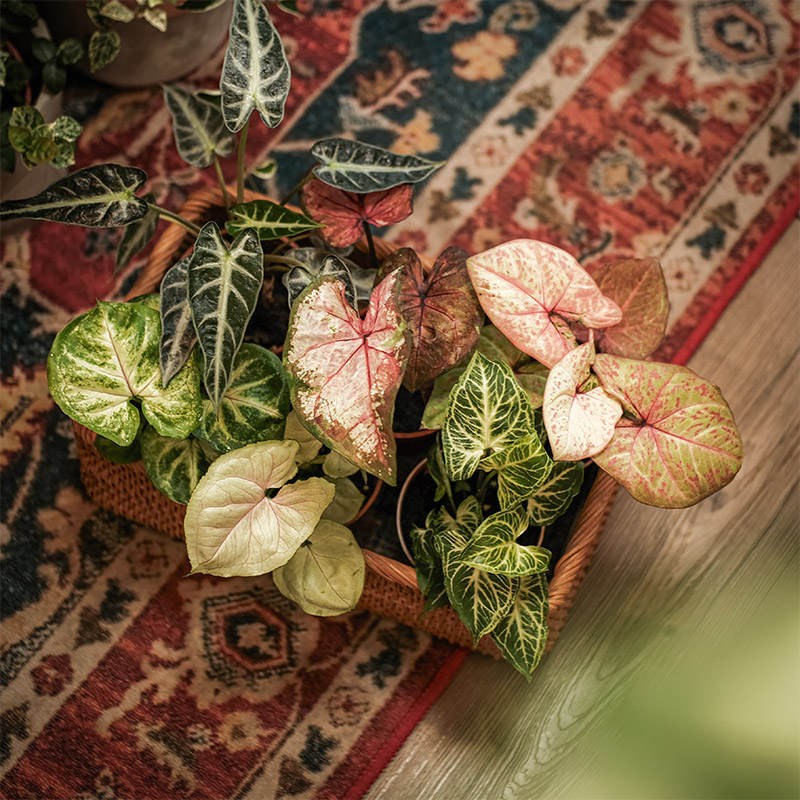 合果芋、彩葉芋、觀音蓮買三送一！